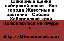 Шикарные щенки сибирской хаски - Все города Животные и растения » Собаки   . Хабаровский край,Комсомольск-на-Амуре г.